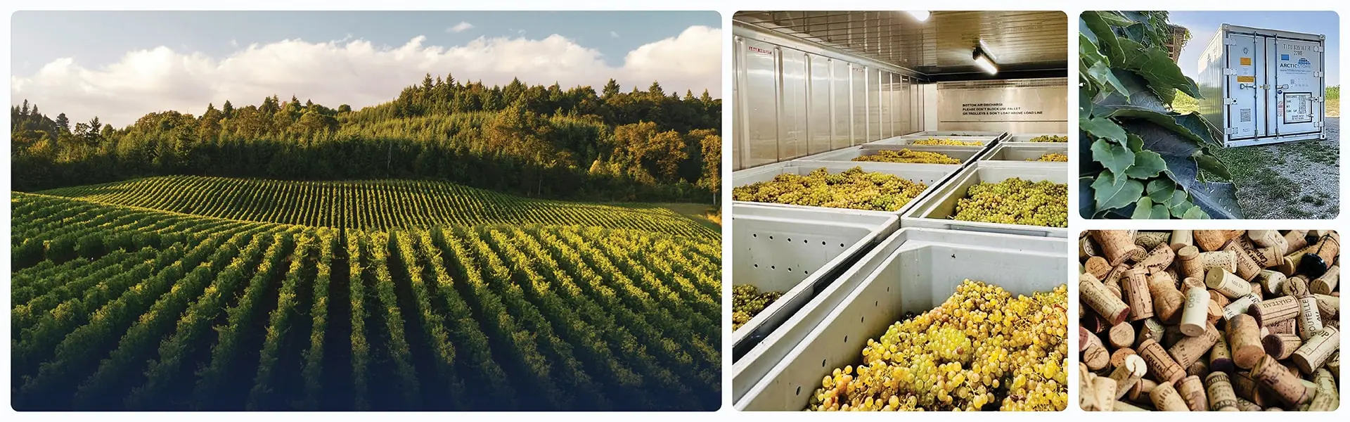 Stockage frigorifique pour le secteur vitivinicole