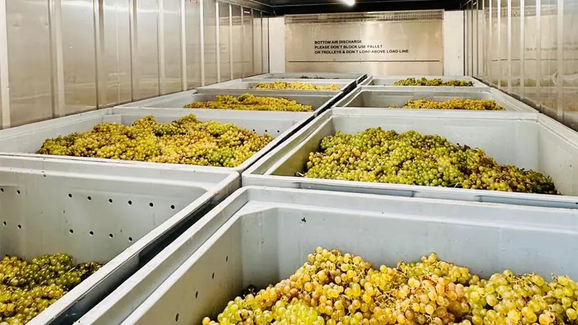 Stockage frigorifique pour le secteur vitivinicole