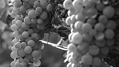 Wineries-and-Vineyards-1