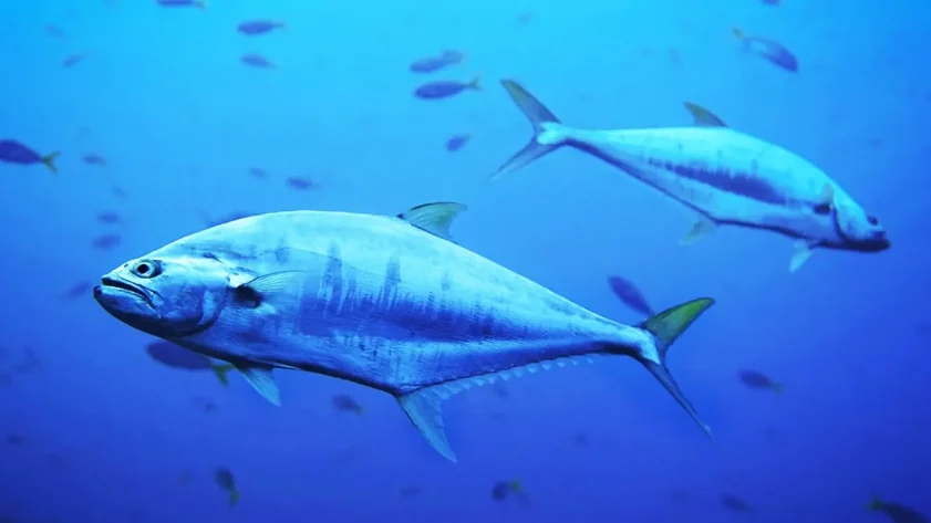 TITAN fournit une chambre froide pour la recherche sur le thon