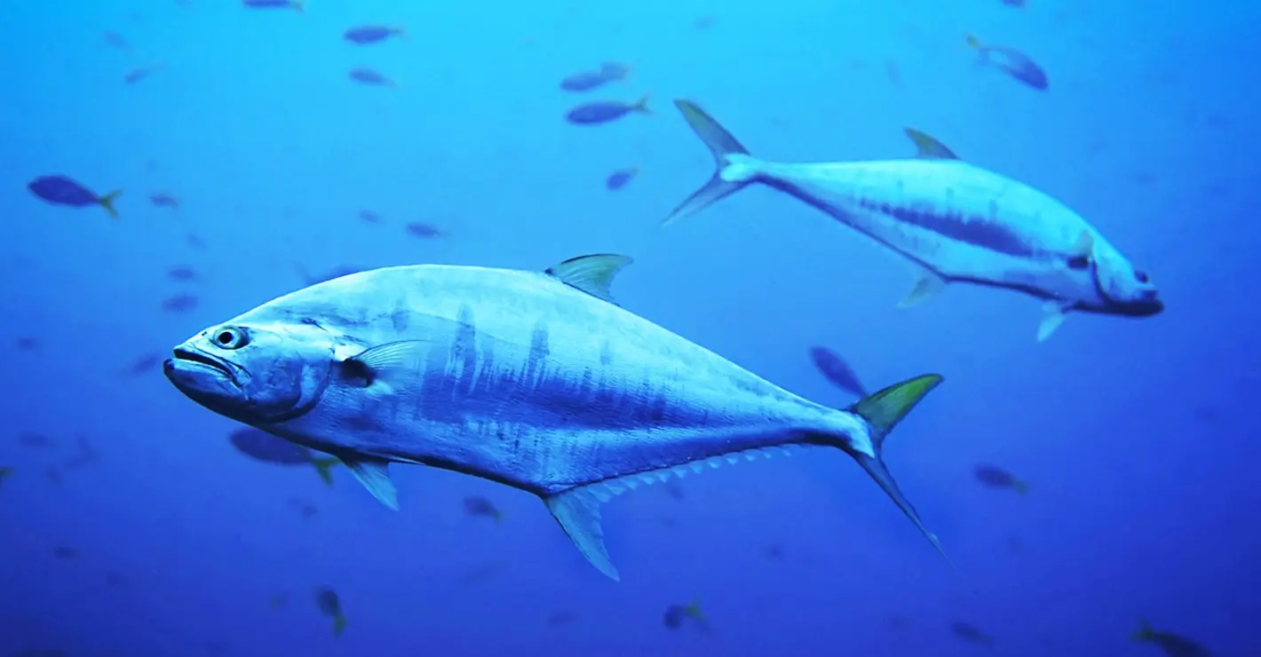 TITAN fournit une chambre froide pour la recherche sur le thon